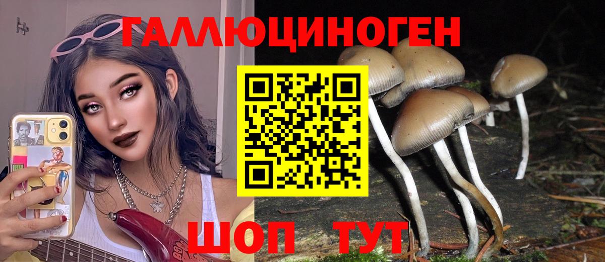 Галлюциногенные грибы Psilocybine cubensis Осинники